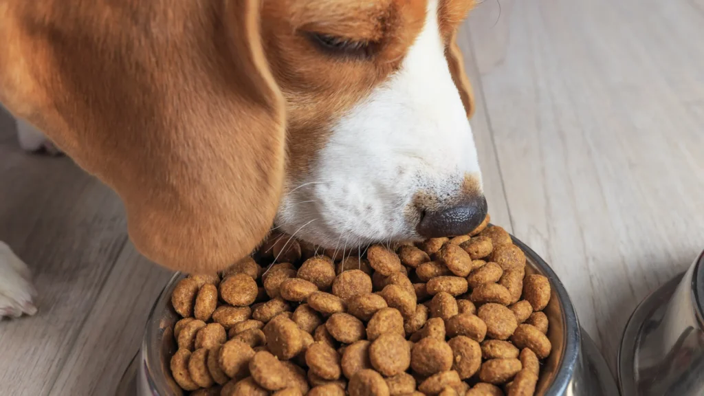 Dog eating dry pet food formulated with a citrus-based functional matrix